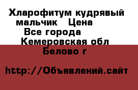 Хларофитум кудрявый мальчик › Цена ­ 30 - Все города  »    . Кемеровская обл.,Белово г.